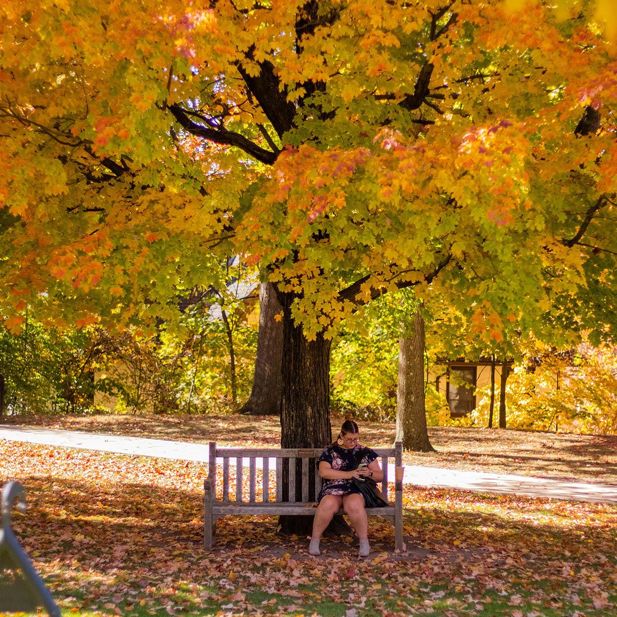 一个女人坐在长凳上看手机的照片, 在荫边校园一棵明亮的秋树下